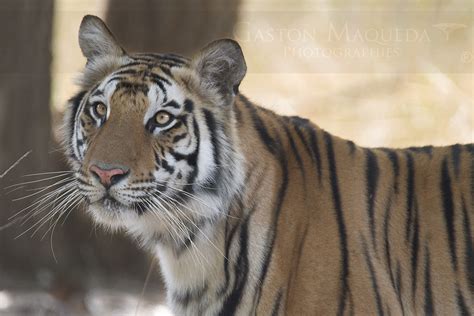 Tigresa Tigress Bandhavgarh NP India Mi Web Gm Flickr