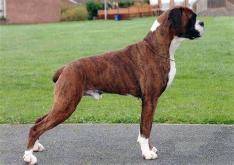 At boxnen boxers we only breed european boxers. Boxer Breeders South Florida
