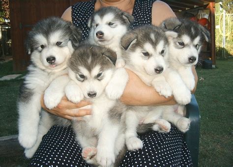 Alusky Husky Malamute Info Training Puppies And Pictures