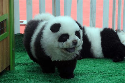 Panda Dogs Pet Shops Sell Out As Chinese Go Crazy For The Cuddly Black