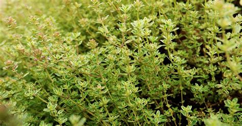 Easy Ground Thyme Vs Dried Thyme Which Is Best