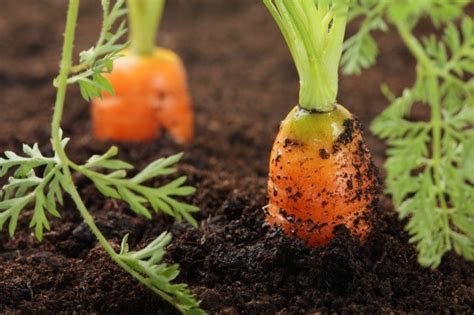 Growing Carrots Thriftyfun