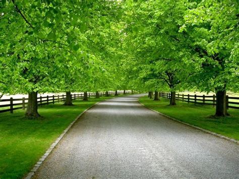 Planting trees along your home's driveway can add to your property's curb appeal. 47 best images about trees to line driveway on Pinterest ...