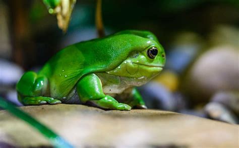 Frog Melbourne Zoo • Travis Hale Photography And Science