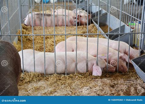 Sleeping Happy Pigs In The Farm Pigs On Countryside Farm Stock Photo