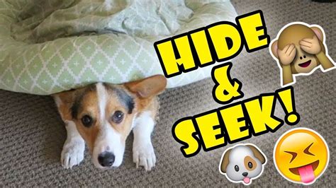 Funny And Cute Dog Playing Hide And Seek Game With Girl Funniest Dog