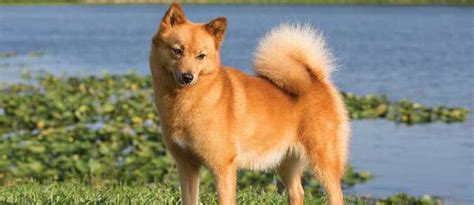 Finnish Spitz Dog And Puppy Breed And Adoption Info Petfinder