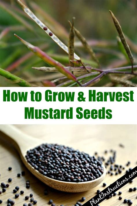 How To Grow Mustard Seeds Plant Instructions