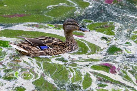 Pollution In Our Waterways Is Harming People And Animals