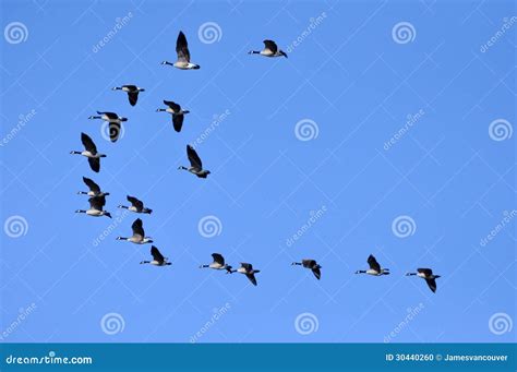 Canada Geese Flying In The Blue Sky Stock Photo Image Of Migrating