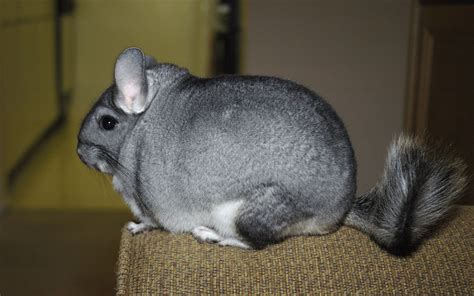Chinchillas Wallpapers Wallpaper Cave