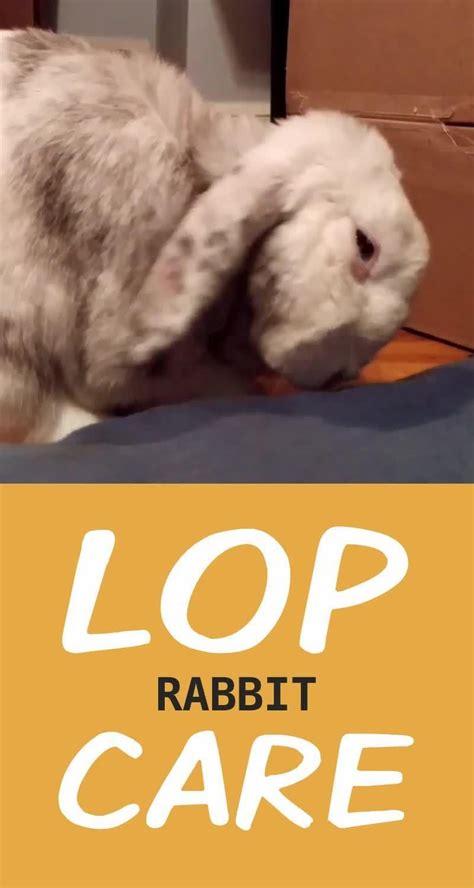 How To Care For Your Lop Eared Rabbit Artofit