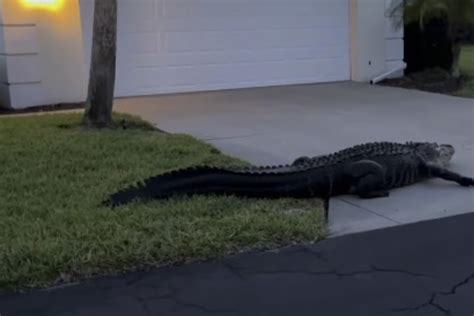 Giant Alligator Takes A Walk Through The Suburbs In The Most Florida