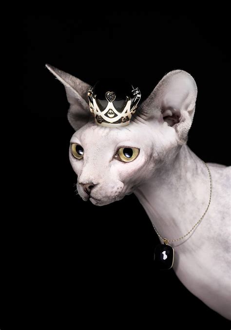 Amazing Facts You Have To Know About Donskoy Cat Sphynx Cat Sphinx
