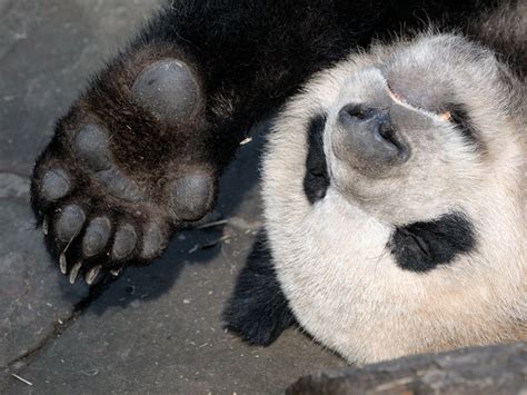 Did You Know Pandas Have Thumbs Pandas International