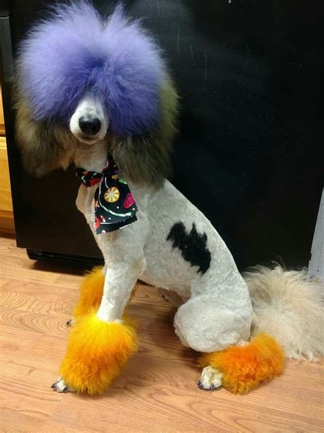 Pin By Randi Tarillion On Standard Poodles Poodle Grooming Creative