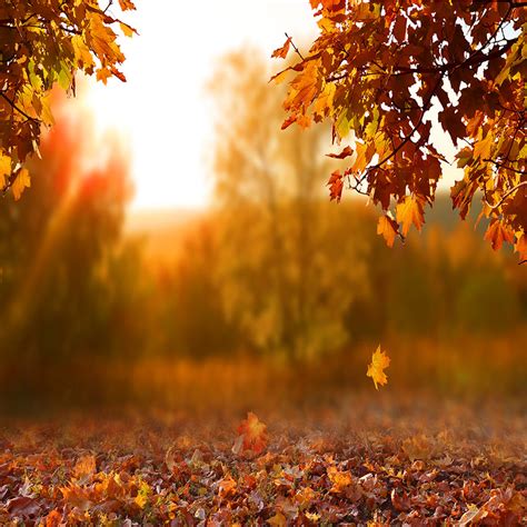 Sunny Fall Day Falling Autumn Leaves Backdrop 15220 Backdrop Outlet