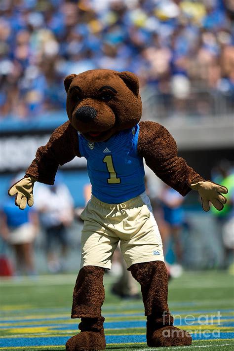 Find the right groups for each college you are applying to and meet your future. Ucla Bruins Mascot Photograph by Jason O Watson