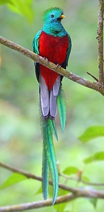 look out for the elusive quetzal in costa rica the national bird of guatemala it is an iconic