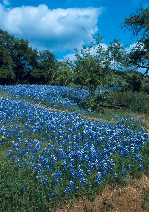 Send flowers to texas, tx. San Antonio, Texas Bluebonnets (With images) | Wild ...