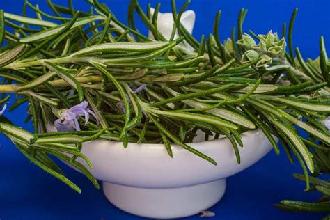 How To Grow Rosemary From Seed To Harvest Check How This Guide Helps