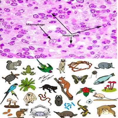 This is the case for animals, plants and most fungi. Difference Between Unicellular and Multicellular