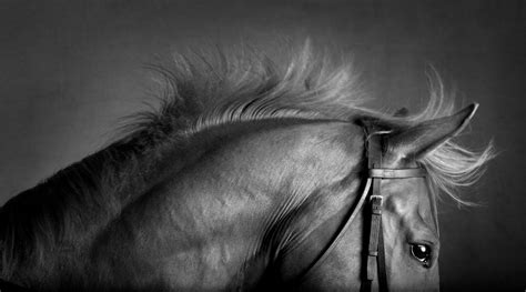 Equine Photography By Mark Harvey Daily Design Inspiration For