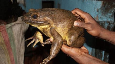 World's largest frogs can move rocks half their weight | Fox News