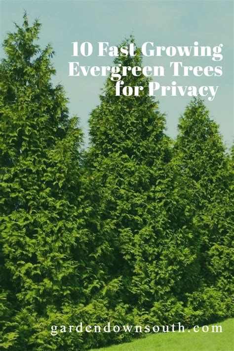 10 Fast Growing Evergreen Trees For Privacy ~ Garden Down South In 2023