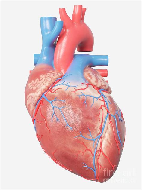 Illustration Of The Human Heart Anatomy Photograph By Sebastian