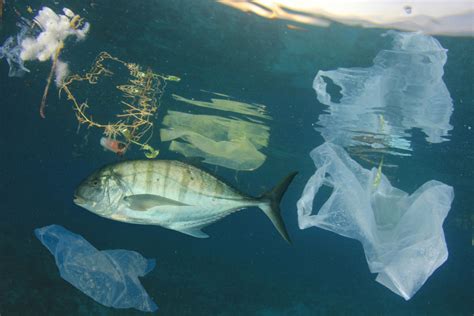 Plastic Pollution Saving Earth Encyclopedia Britannica