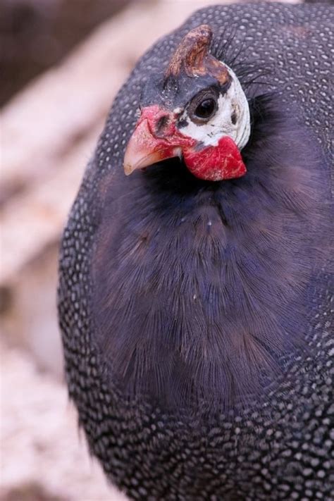 Royal Purple Guinea For Sale Chickens For Backyards