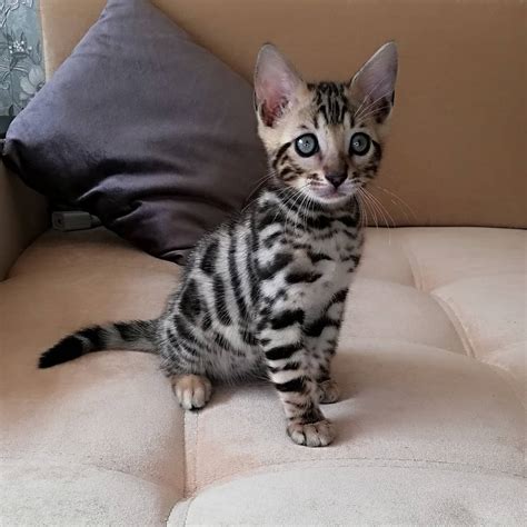 Bengal Kittens For Sale 300 Bestcatteryinfo