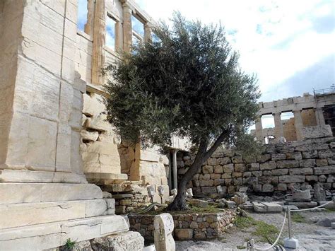 Atop The Acropolis Of Athens Stands An Olive Tree That Is A Symbol Of Hundreds Of Years Of