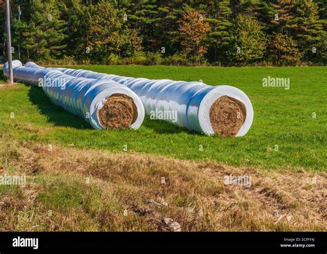 Hay Bales Wrapped In Heavy Plastic For Protection From Cold And Rain