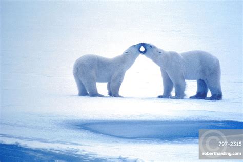 Animals Polar Bears Polar Stock Photo