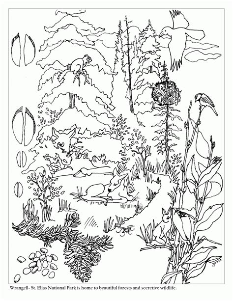 Free Coloring Pages Of Taiga Biome Taiga Animals Coloring Pages