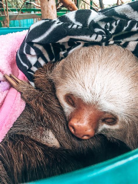 costa rica sloth sanctuary 6 wellness travelled