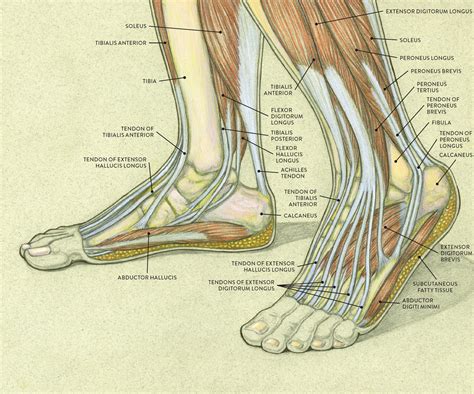 So for the legs to effectively run and carry forward the work it is very much essential to have a basic knowledge of the leg muscles and tendons. LEFT: Medial (inner side) view of right foot