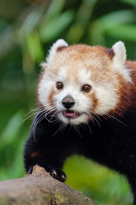 Kostenloses Foto Zum Thema Baum Niedlich Roter Panda