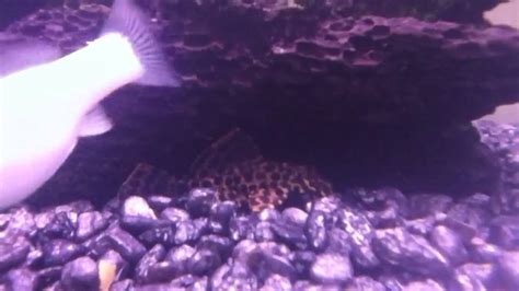 Highfin Spotted Pleco Youtube