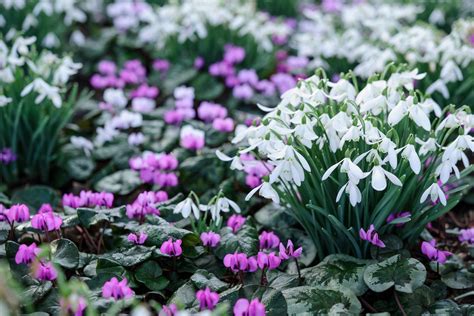 Best Snowdrop Planting Combinations Bbc Gardeners World Magazine