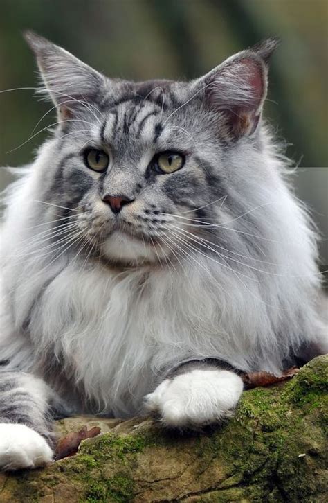 20 Facts About Maine Coon Cats You Need To Know Ritely