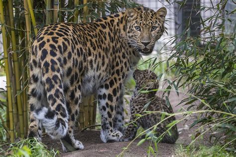 Rare Amur Leopard Cubs Born At The San Diego Zoo The San D Flickr