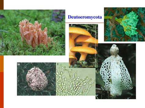 Ppt The Kingdom Fungi Powerpoint Presentation Free Download Id550822