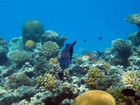 Egypt Underwater Red Sea Taba Fish Stock Photo Image Of Egypt Wild
