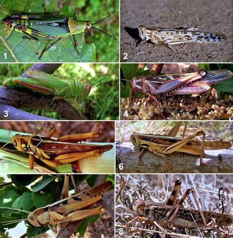 Some Edible Locust And Grashopper Species From Africa From Top To