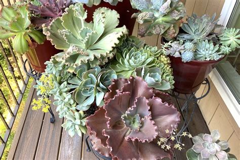 How To Grow And Care For Echeverias A Beginners Guide Thearches