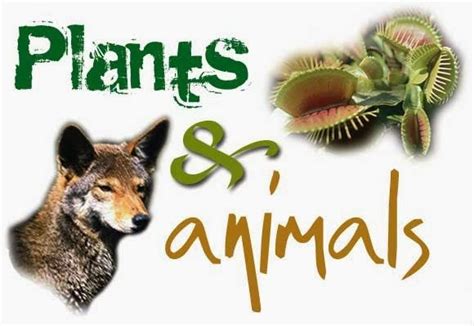 Plants And Animals