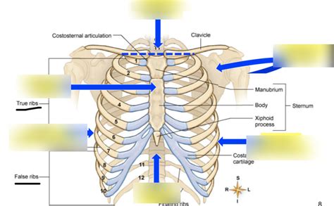 Borders Of The Thoracic Cavity Diagram Quizlet